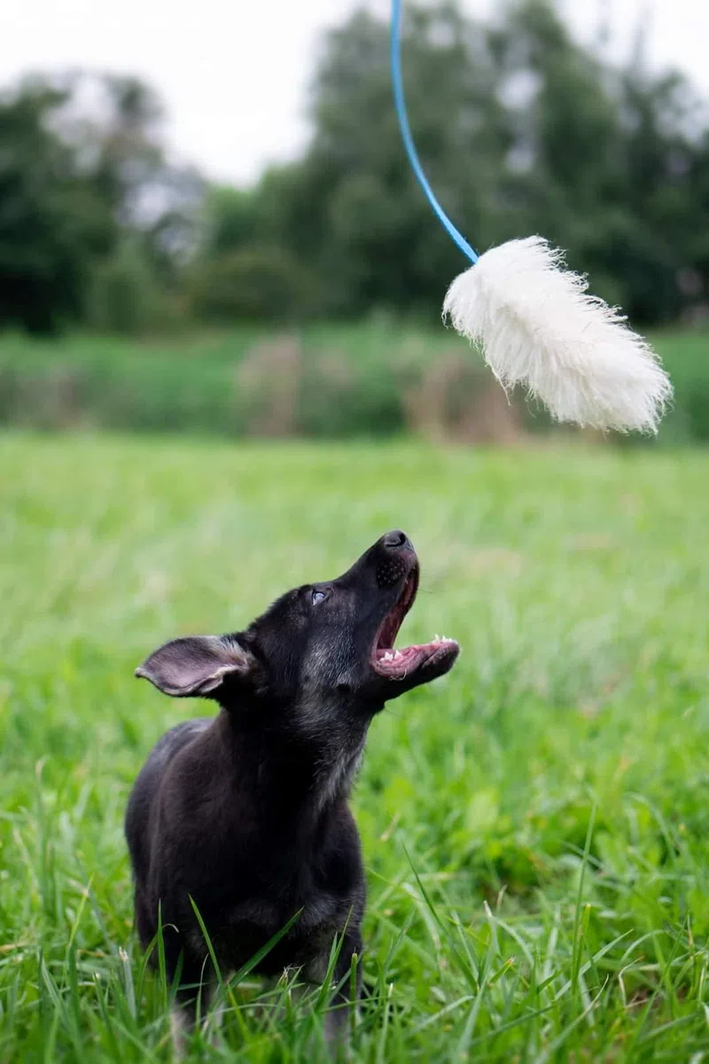 DINGO giocattolo per cani - cacciatore di pelle di pecora con piombo lungo blu 130 cm, agilità motivazione ricompensa rimorchiatore per allenamento e divertimento 15583