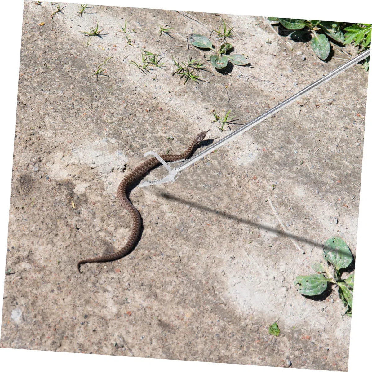 ABOOFAN Pinza Pieghevole Acciaio Inossidabile Resistente per Serpenti in Funzione Compatta Giardino e Lavoro in Montagna