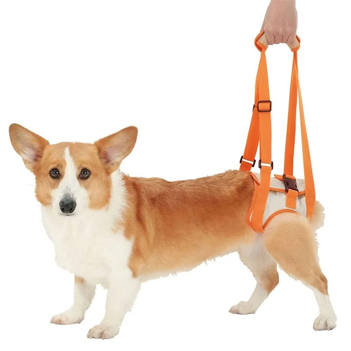 Cintura di supporto portatile per zampe posteriori del cane, imbracatura di supporto regolabile, per cani di taglia piccola, media e grande (S)
