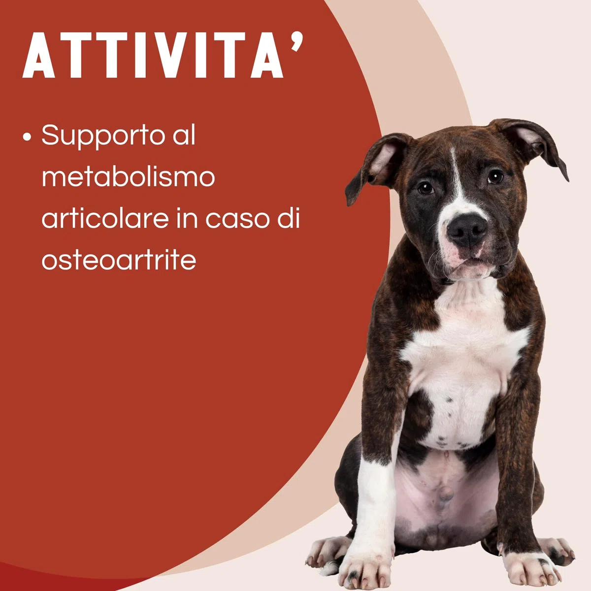 Motix-D Supporto Articolazioni Cane - Curcuma, Boswellia e Artiglio del Diavolo - Omega-3, Vitamine C/E - Supporto Naturale per Mobilità e Vitalità (60 COMPRESSE)