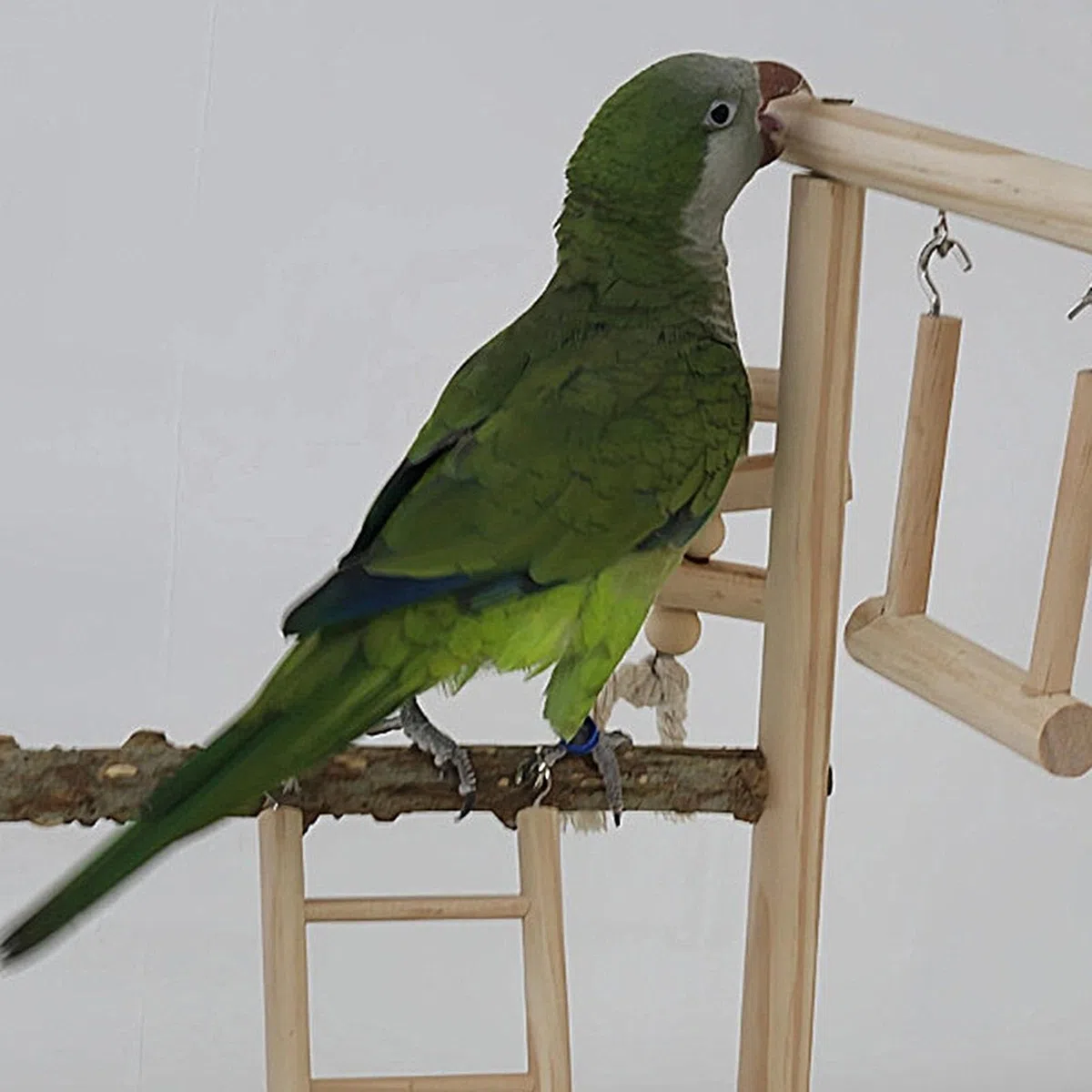 Palestra per giochi per pappagalli, supporto per giochi per uccelli, Scaletta Cockatiel con vassoio e tazze, Giochi per uccelli, palestra per esercizi, box per palestra per uccelli, per gabb
