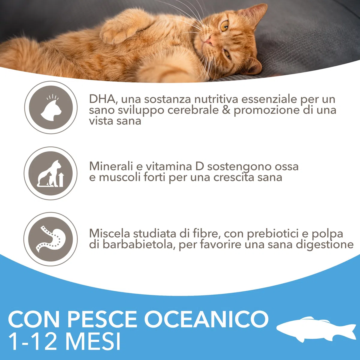 IAMS Cibo secco per gattini con pesce oceanico da 1-12 mesi, 3 kg