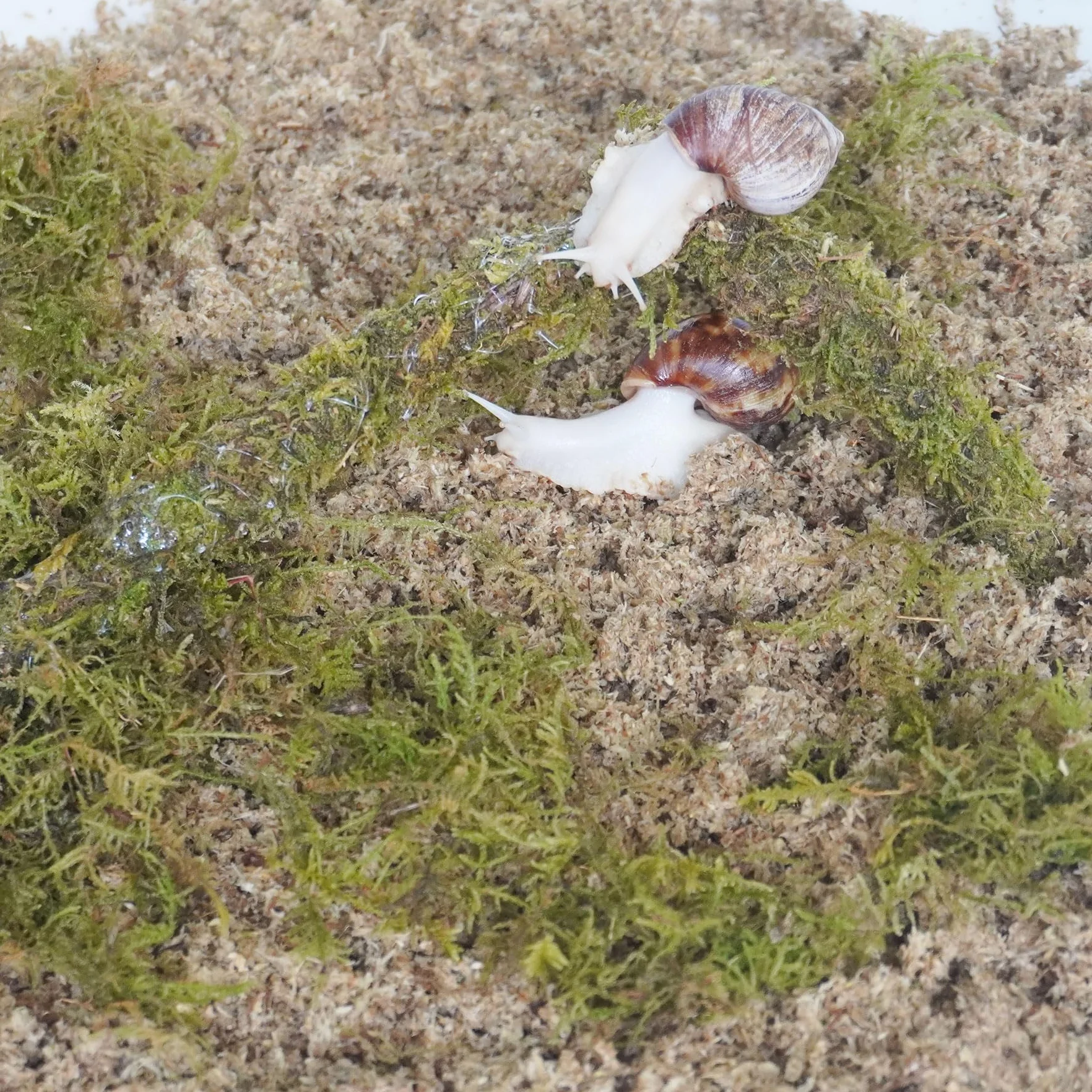 Kit di accessori per terrario a lumaca, 3 pezzi, include uno strato di substrato che trattiene l'umidità, uno strato superiore e un substrato che trattiene l'umidità, giocattolo da