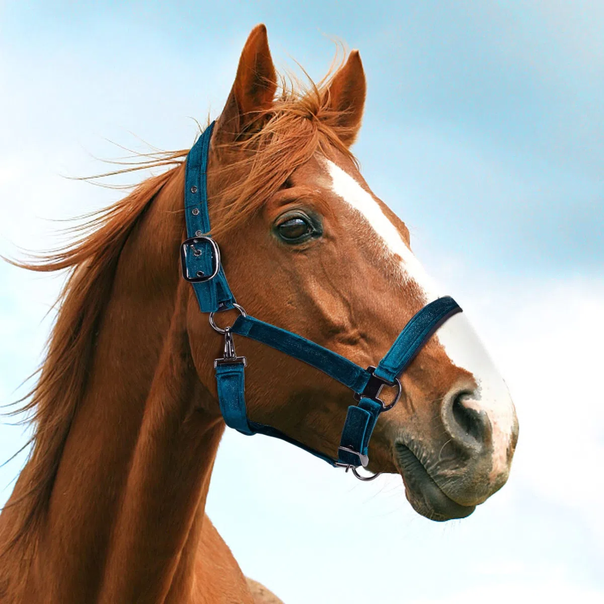 Nobleza - Cavezza per Cavallo, capezza Imbottita per Naso e Collo, per Allenamento equestre(Colore Verde)