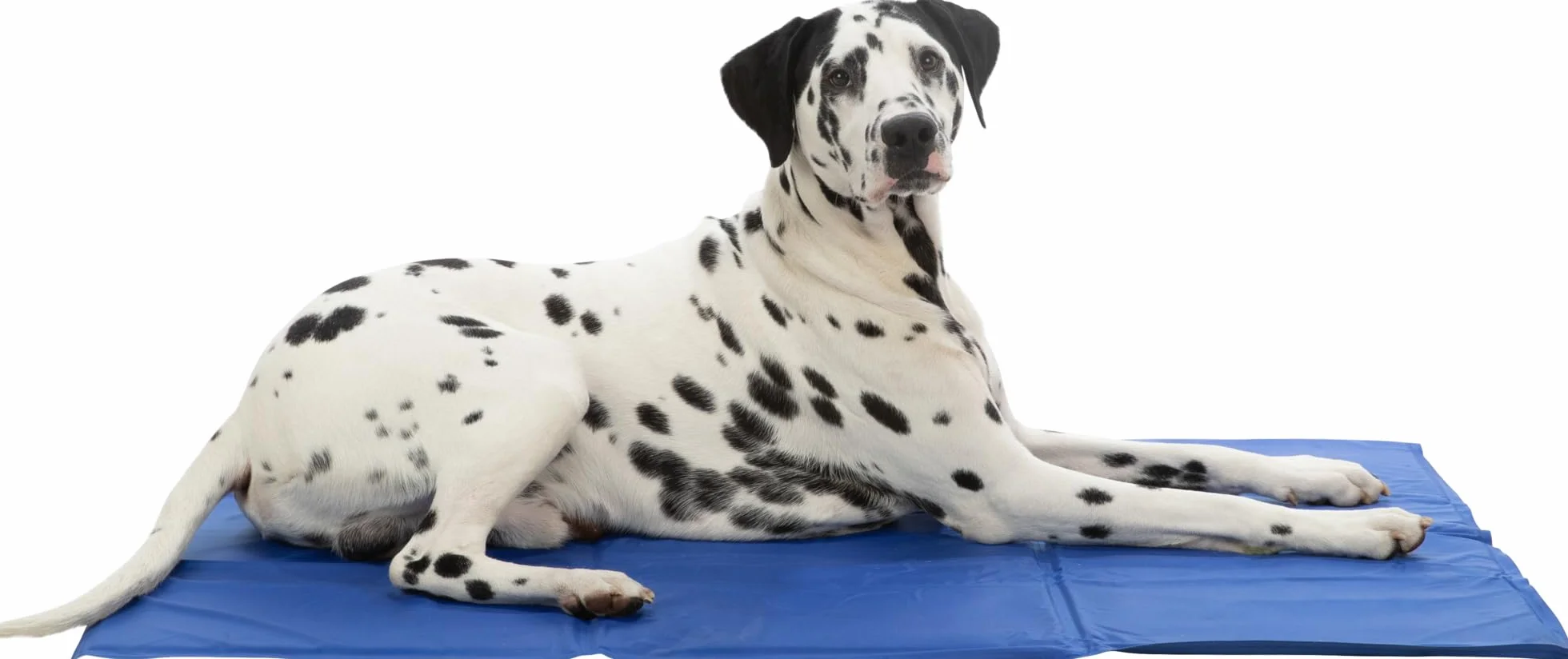 Trixie TX-28687 Cooling pet bed 110x70 cm XXL Blue