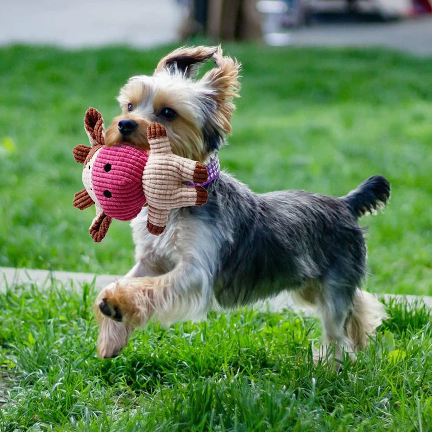 Toozey Giochi per Cani, Set di 7 Giocattoli per Cuccioli, Giocattoli Intelligenti da Masticare e Corda per Cani Durevole e Squillante, Cotone Naturale, Allevia Lo Stress e la Noia