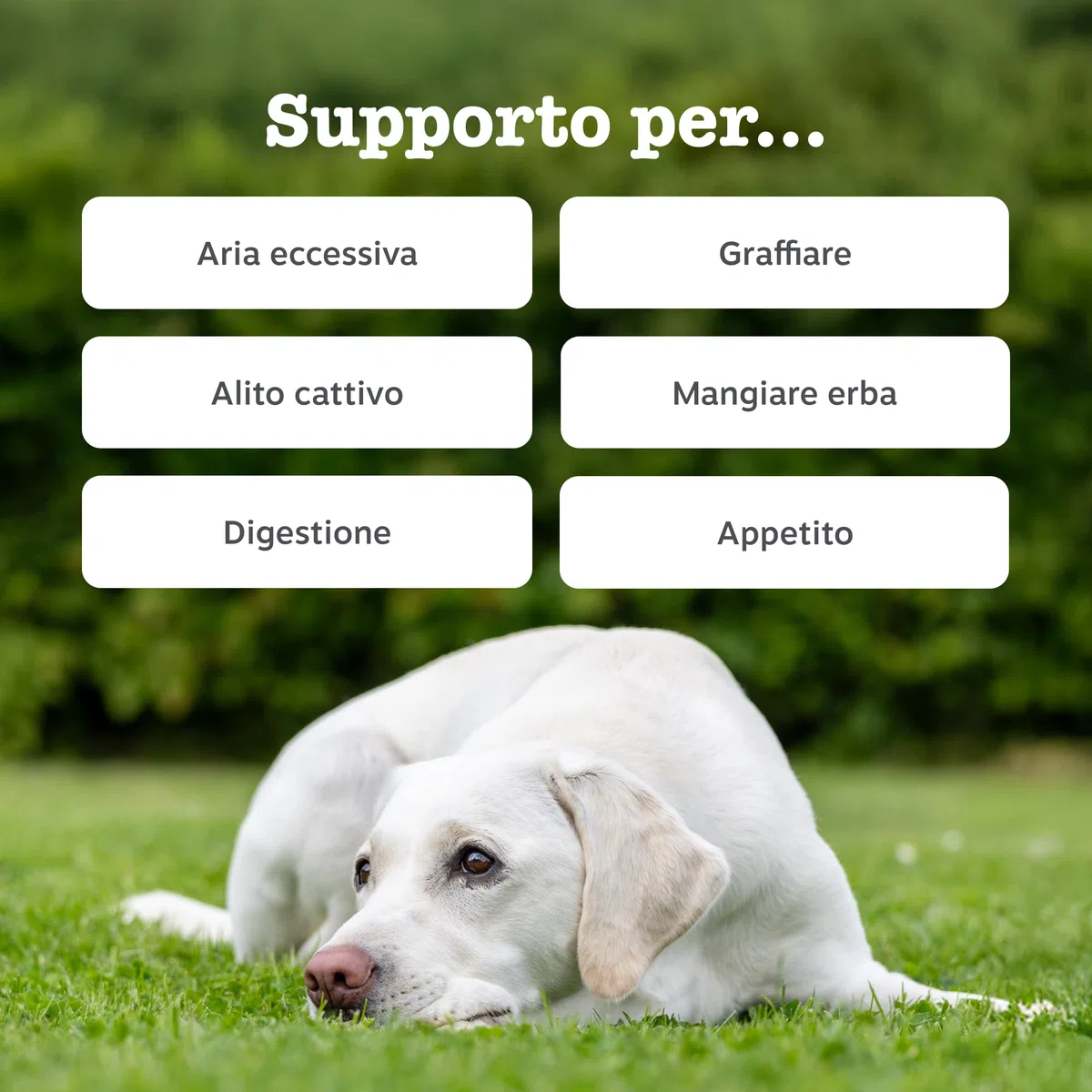 Zesty Paws Probiotici per Cani – Supporta Salute Intestinale, Digestione – con Pre, PRO e Postbiotici, Zucca e Semi di Lino – Equilibrio Digestivo – 90 Bocconcini