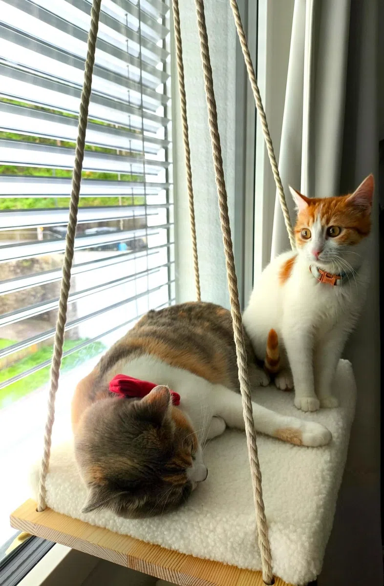 Amaca per Gatti da Finestra | Amaca per Gatti | Cucce per Gatto da Interno | Amaca da Finestra per Gatto | Amaca Finestra con Ventose Resistenti 18 kg Lavabile | Cat Bed | Cat window hammock mirador