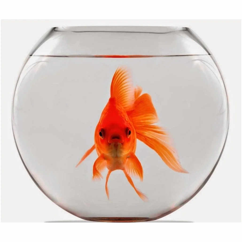 Trade Shop - Ampolla Boccia per Pesci in Vetro 25 Cm Acquario Pesce Rosso Centro Tavola Casa