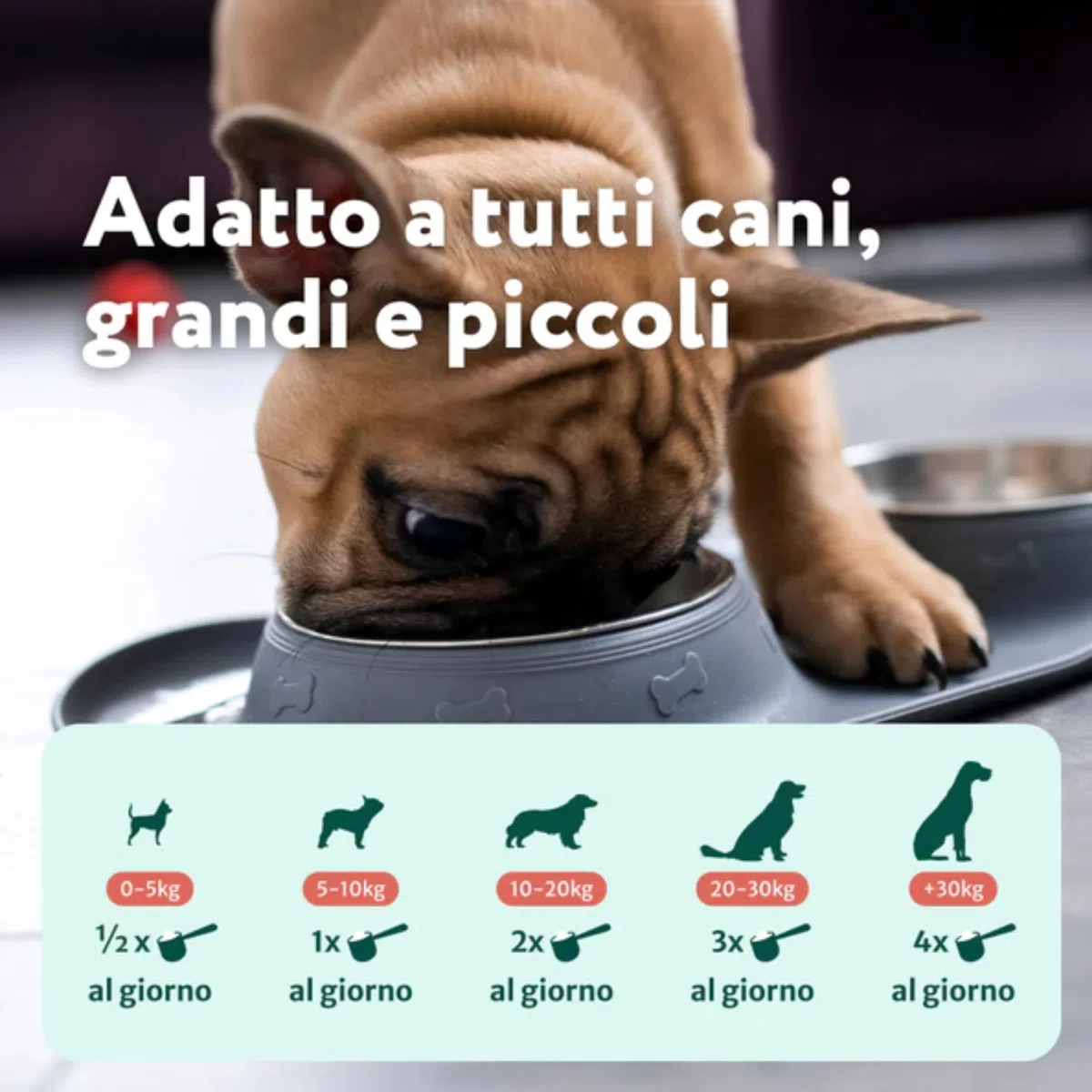 DogSuppy Dental Bright per Cani - Alito Fresco, Denti Bianchi, Riduce Placca e Tartaro, 100% Naturale, Formula 3-in-1, Senza Spazzolatura, Adatto a Tutte Le Razze