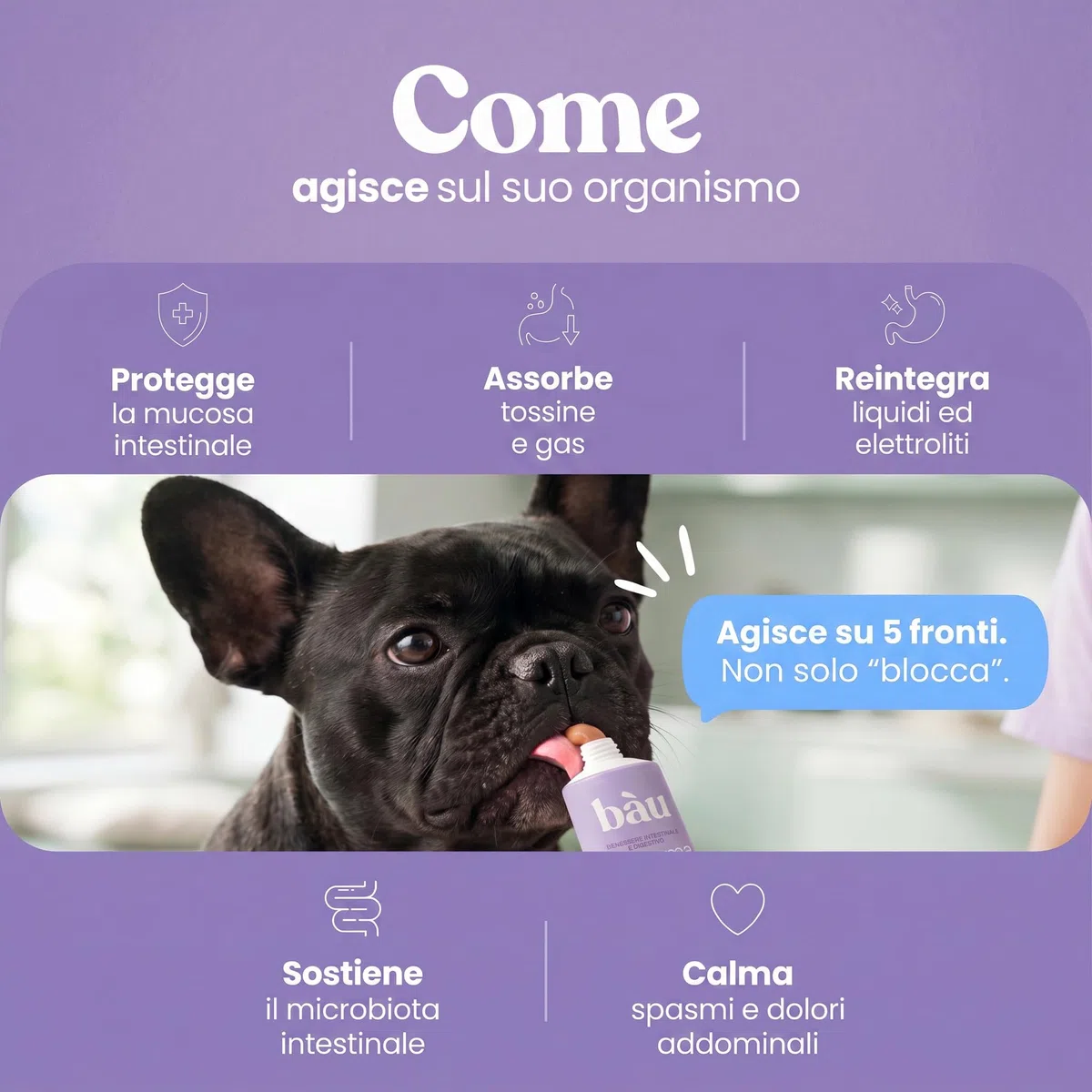 Bau Sollievo Intestinale Cane per Diarrea in Pasta con Elettroliti e Fibre, Mangime Complementare Supporto Regolarità Intestinale, Formula Appetibile per Cani e Cuccioli, Facile da Somministrare