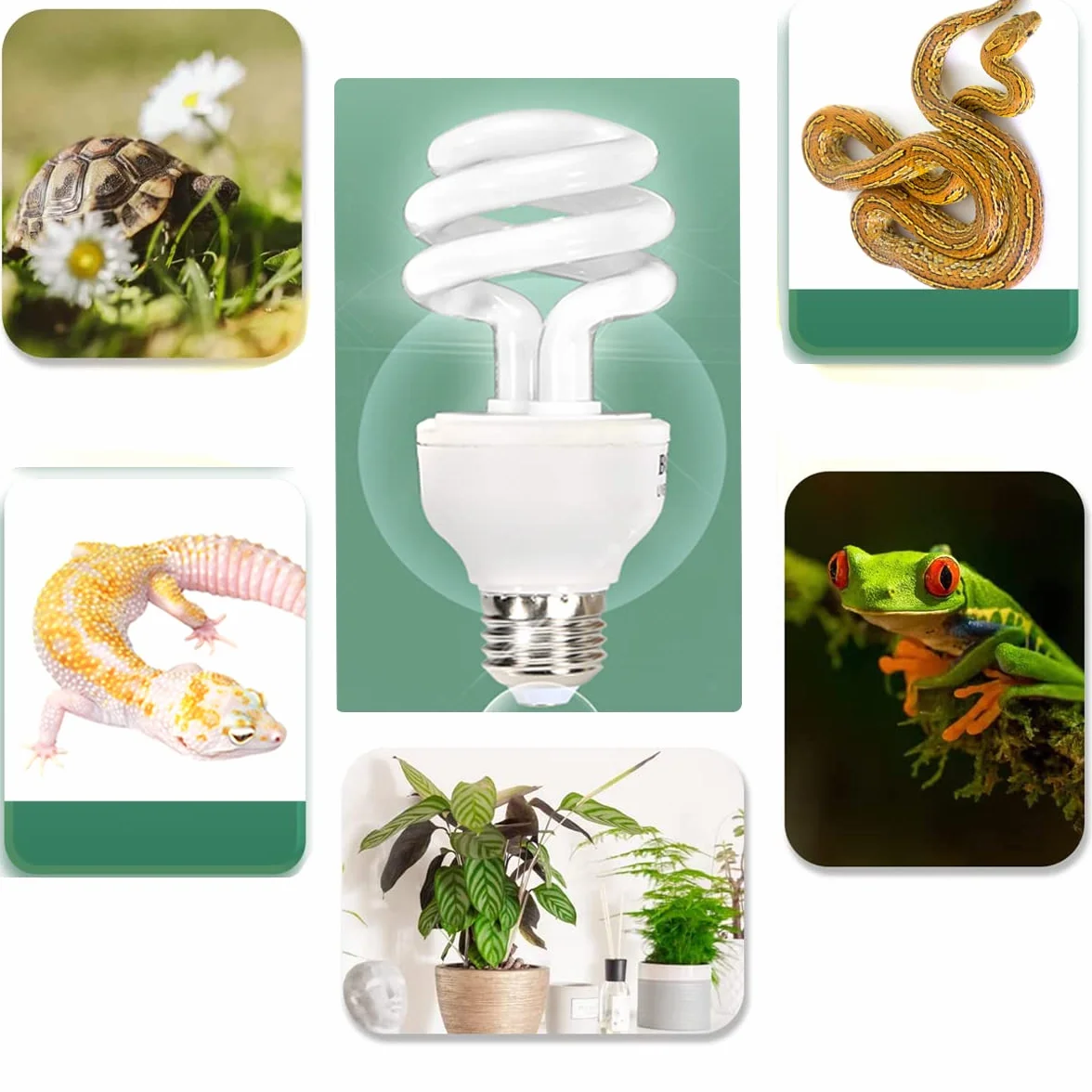 UVB Reptile Light 10.0, Lampadine Tartaruga Lampada da Terrario Compatta a Risparmio Energetico per Rettili del Deserto Serpente/Lucertola/Insetto/Tubo a Spirale Leopardo (UVB10.0 13W)