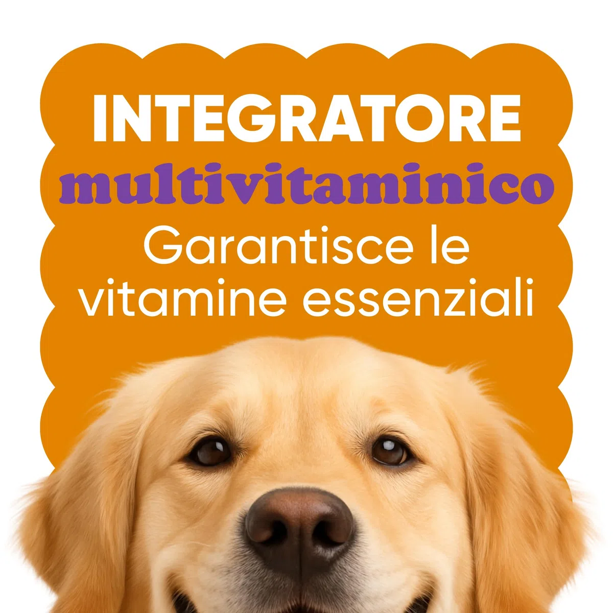 Integratore Multivitaminico Completo 11 in 1 | Integratore per Cani in Polvere (250g) | 20 Vitamine e Minerali e Moringa BIO | Senza Appetizzanti Animali | Dieta Casalinga | Made in Italy - WELLWOOF