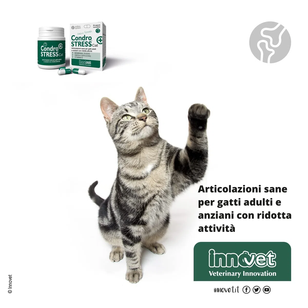 Condostress Condrostress + Cat 30 Capsule Monodose