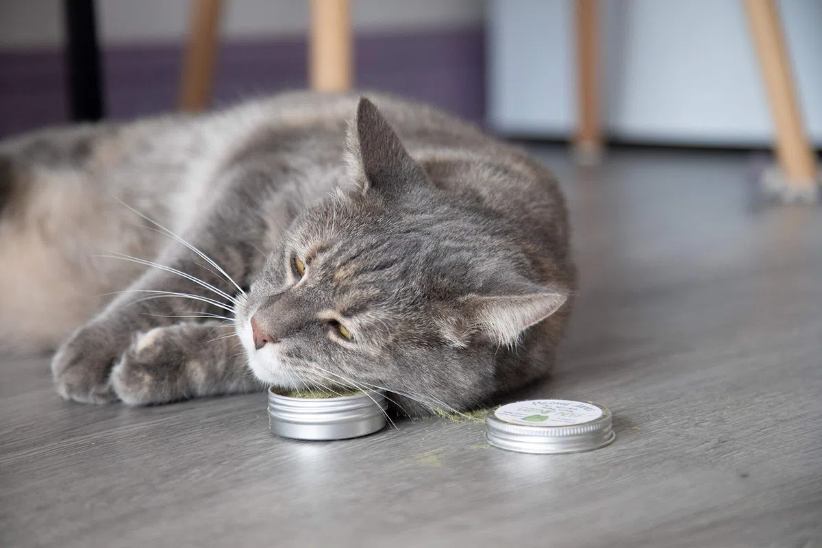 Meowy Janes All Natural Magic Cat Play Polvere - Miscela di polvere di erba gatta e Silvervine - Giocattolo per gatti a secco