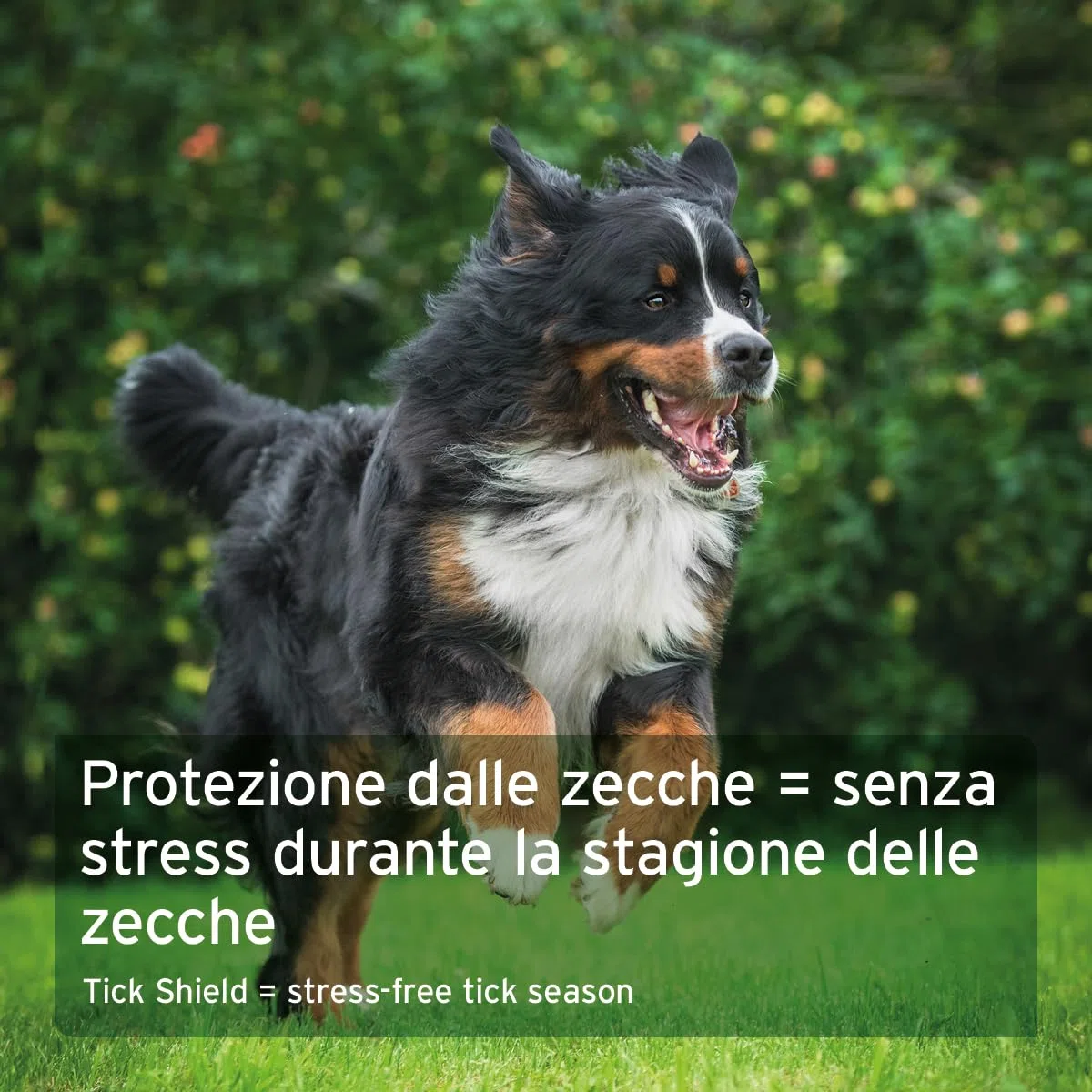 AniForte Protezione zecche per Cani 10-35 kg, 60 Capsule – Scudo Naturale Contro zecche e parassiti, Protezione antiparassitaria, antiparassitario e Repellente zecche