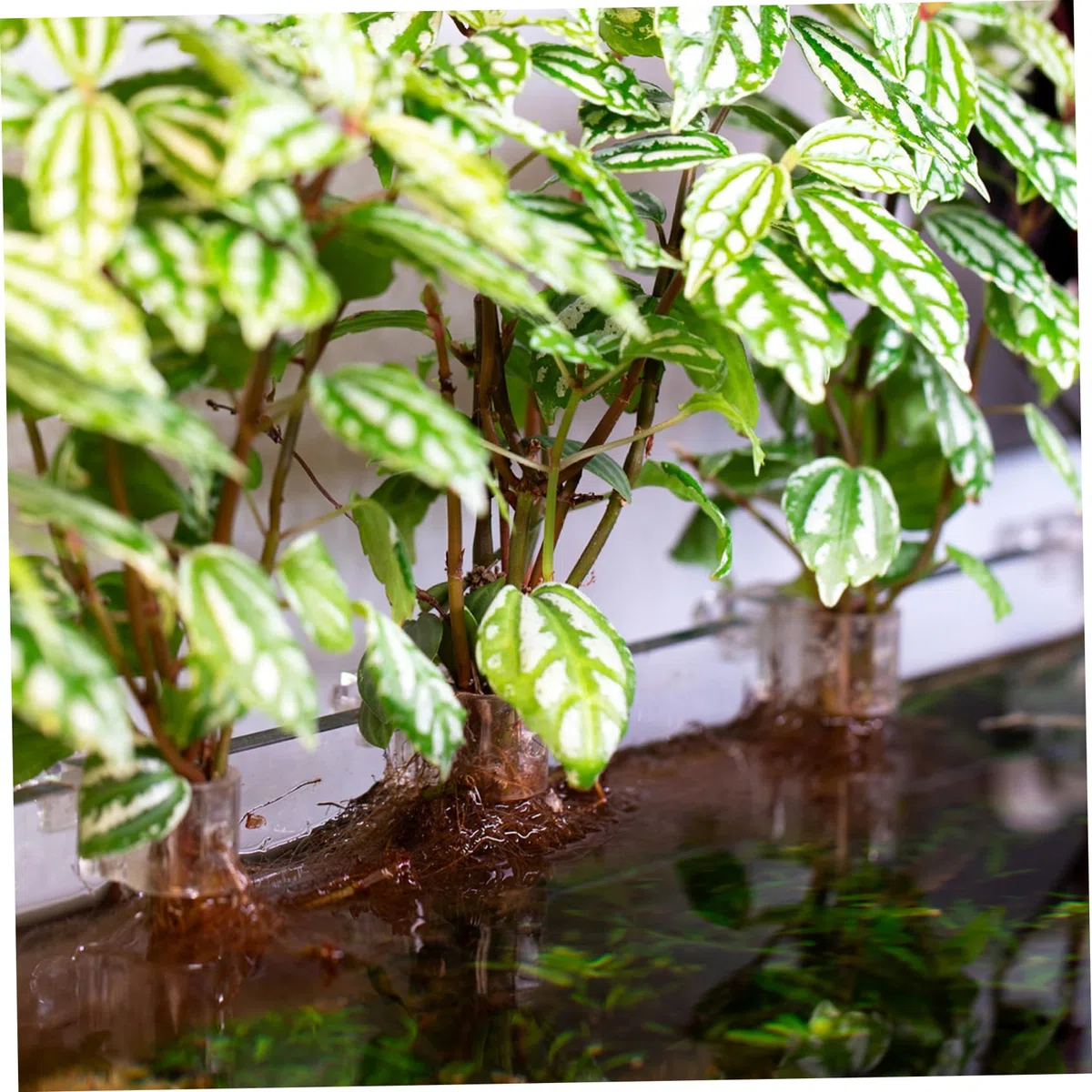 Porta piante per acquario da 12 pezzi, porta piante trasparente per acquario con design a forma di U per una facile installazione e un Aquascaping flessibile