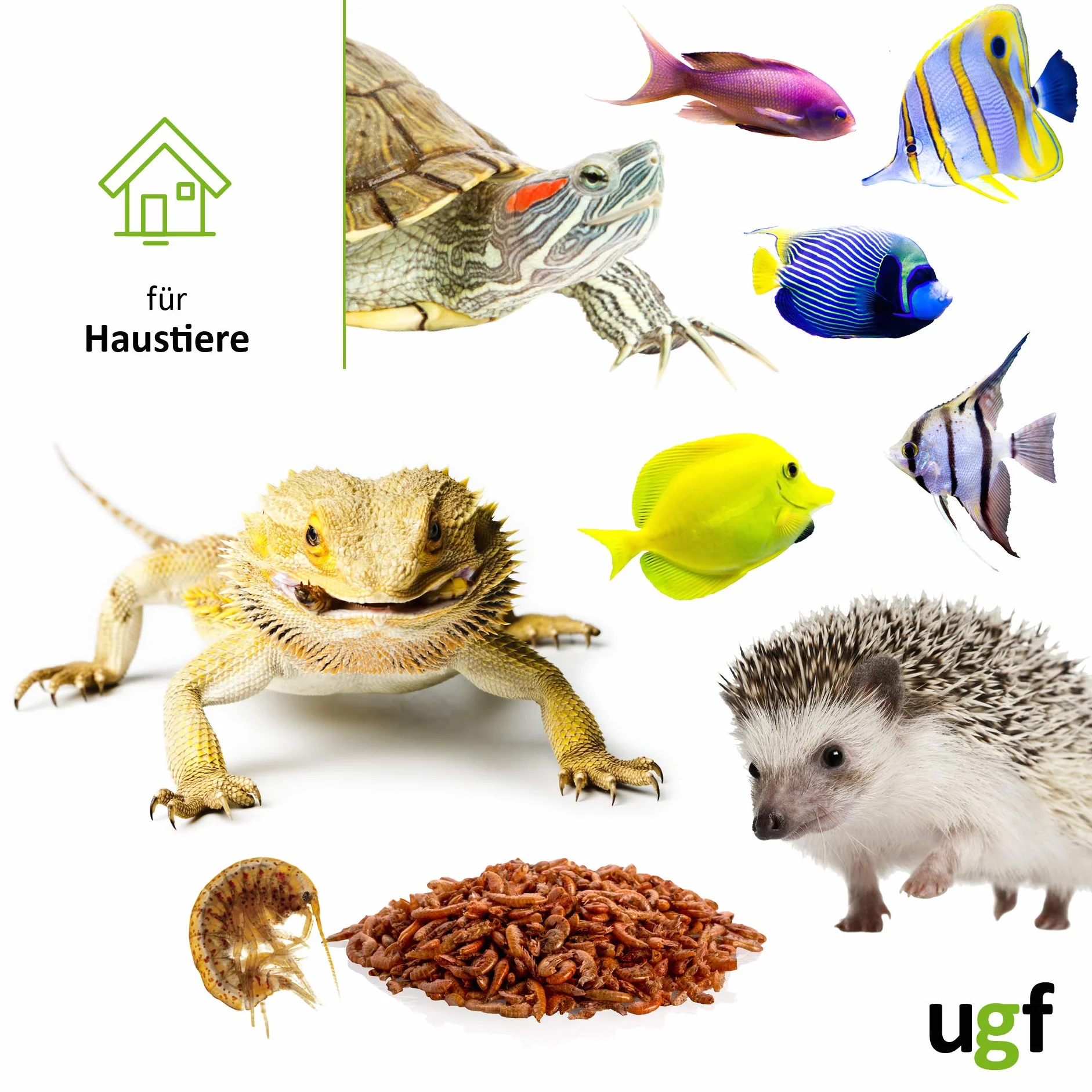 UGF - Gamberetti d'acqua dolce essiccati Premium Gammarus - 318 g in un secchio da 3 litri, cibo per tartarughe, cibo per pesci d'acquario, axolotl, criceti, ricci, koi, ratti