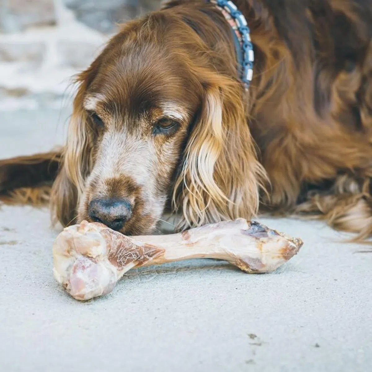 Aimé - Ossa per cane al prosciutto - Confezione da 4 - Ossa da masticare per cane al 100% naturale e dolcetto per tutte le razze e tutte le età - premio