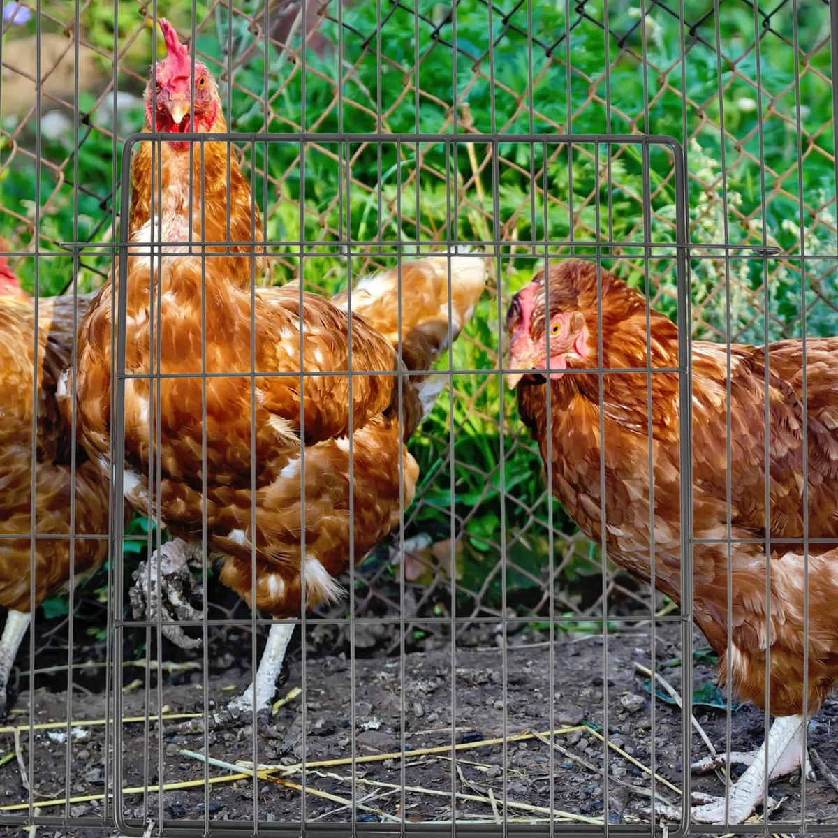 BESPORTBLE Pannello Porta Gabbia Per Animali Accessorio Per Recinto Di Cani E Gatti Facile Da Installare E Trasportare Design Con Rete Per Piccoli Animali Porta Per Gabbia Per Cani E Gatti