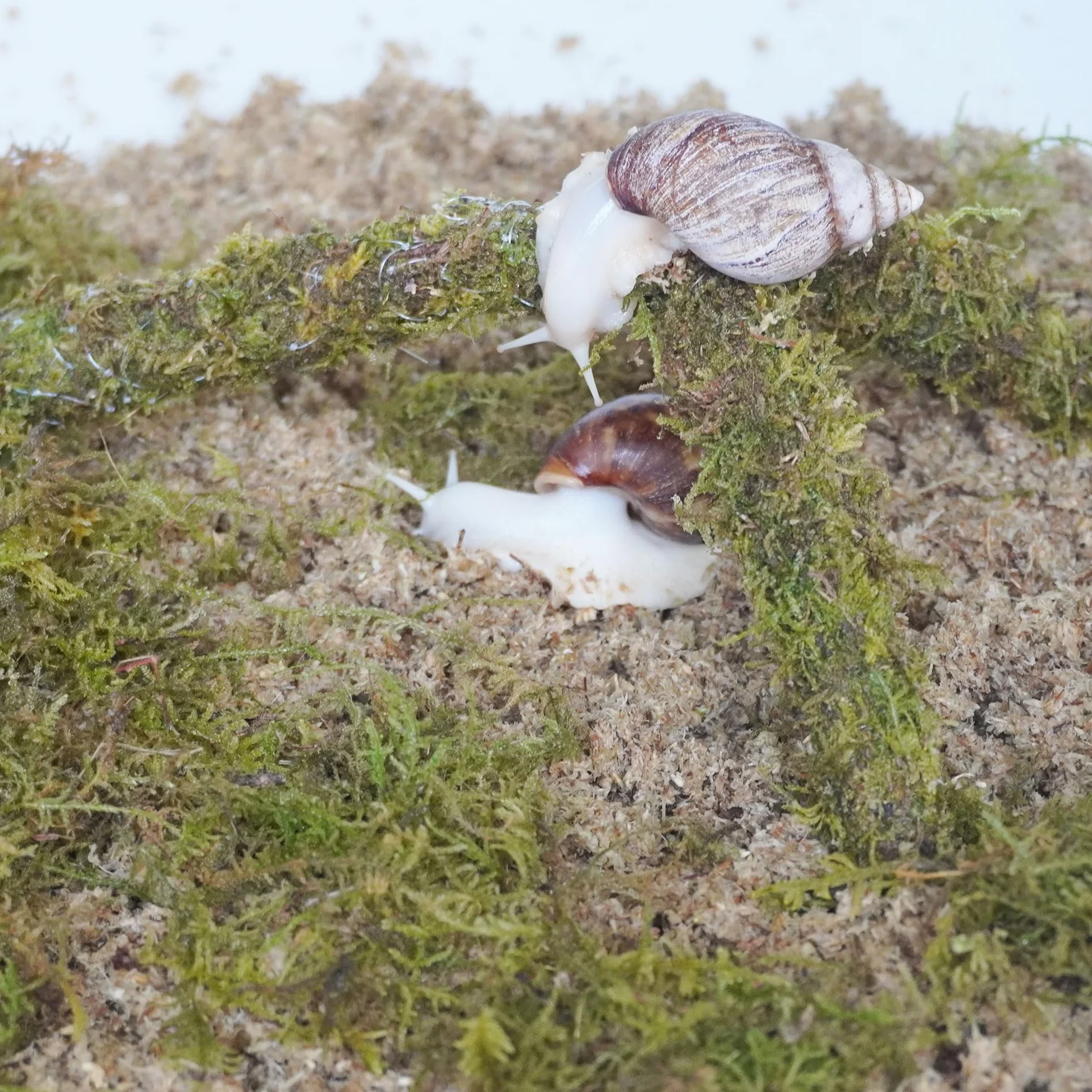 Kit di accessori per terrario a lumaca, 3 pezzi, include uno strato di substrato che trattiene l'umidità, uno strato superiore e un substrato che trattiene l'umidità, giocattolo da