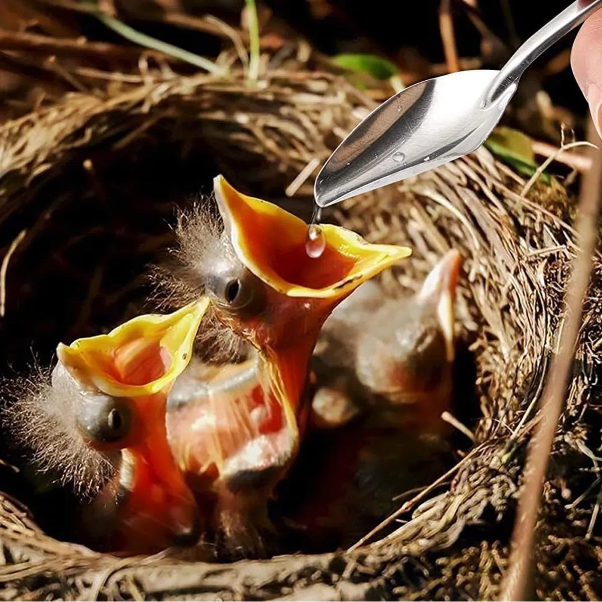 Un Set Di Siringhe Da 20 Ml Con 6 Tubi Di Raccolta E 2 Cucchiai, Siringhe Per L'alimentazione Manuale Di Uccelli, Calopsitte, Parrocchetti E Pappagalli.