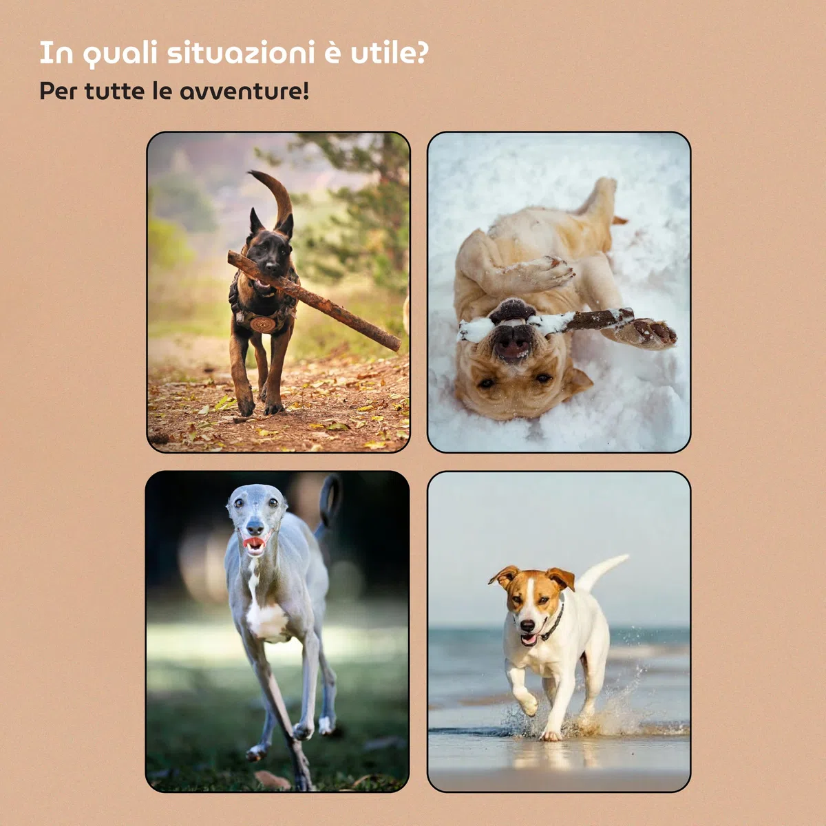 La Routine delle Zampe - Kit Balsamo Polpastrelli Cane in Stick Asciugamano in Microfibra e Astuccio Regalo Vegano Naturale Idrata e Protegge la Pelle Screpolata Sicuro da Leccare