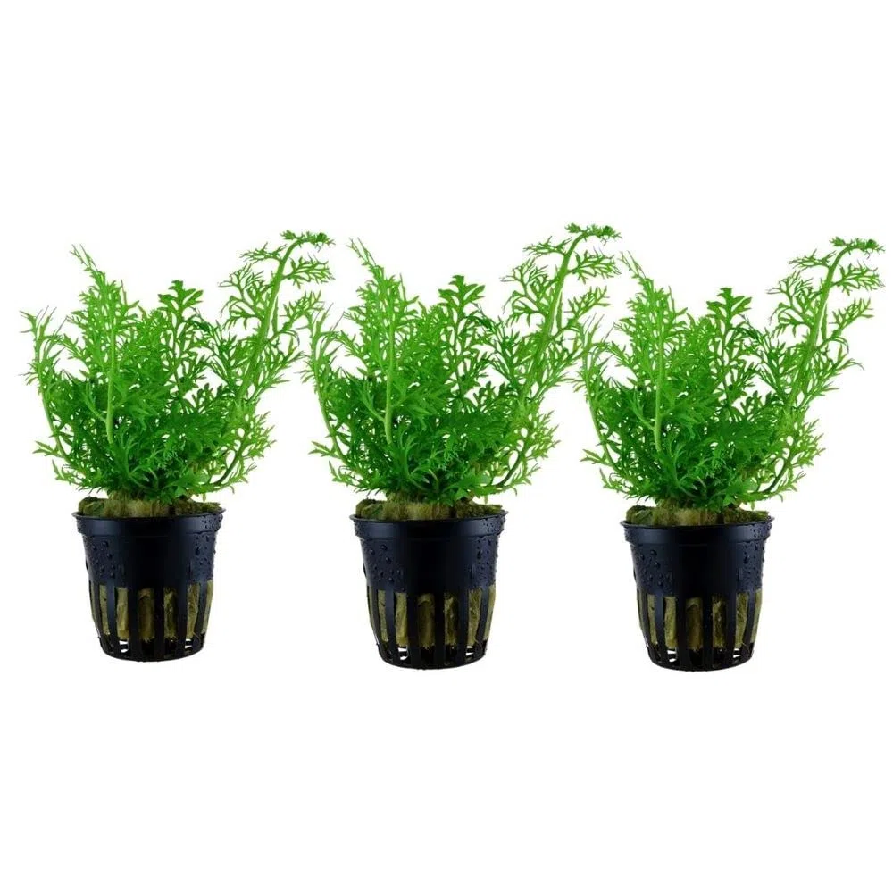 AquaOne Pianta per acquario, 3 pezzi, Ceratopteris thalictroides, pianta acquatica, pianta a stelo completamente radicata, facile da pulire, decorazione Aquascaping