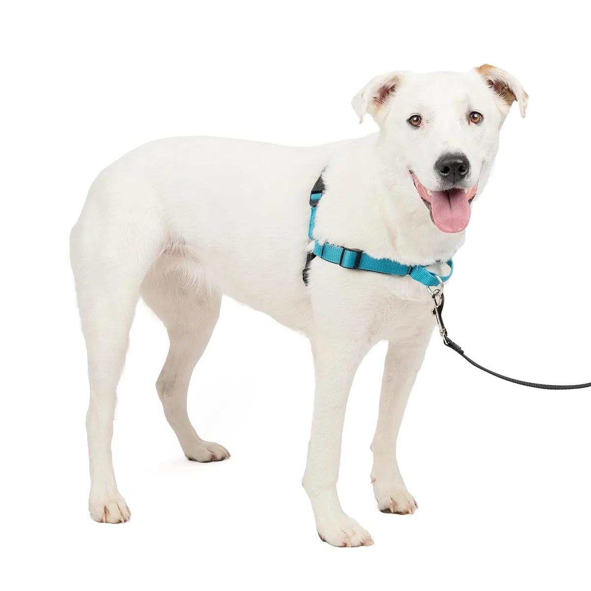 PetSafePettorina Deluxe Easy Walk Grande, Blu Oceano - 0.4 kg