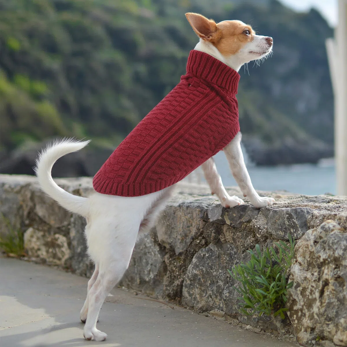 CITÉTOILE Maglione in Lana per Cani e Gatti - Giacca Calda e Morbida Cappotto Vestiti per Animali Invernali - Adatto per Cane Piccoli, Medi e Grandi, Rosso, M