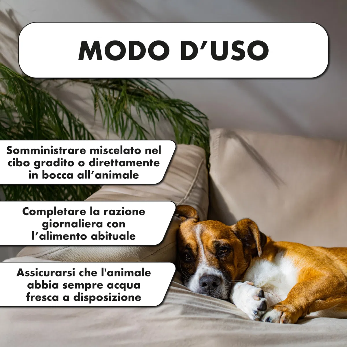 Integratore per Cani e Gatti Anziani – Supporto Cognitivo e Memoria per Pet Meno Reattivi – Con Fosfatidilserina, Reishi e Vitamine B – 30 Compresse – PHARMACINQUEPET Neuroease 5+