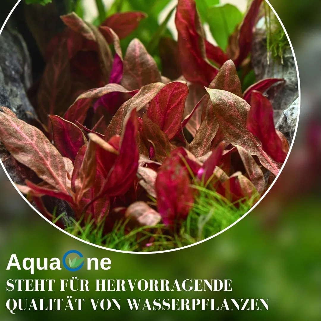 AquaOne Pianta per acquario, 3 pezzi, Ceratopteris thalictroides, pianta acquatica, pianta a stelo completamente radicata, facile da pulire, decorazione Aquascaping