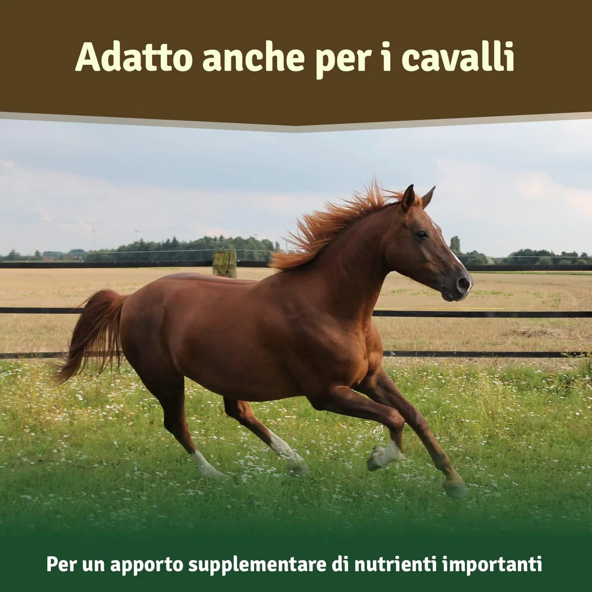 Veddelholzer, polvere naturale – 500g di Estratto di conchiglia verde per cani integratore articolazioni – con elevata accettazione