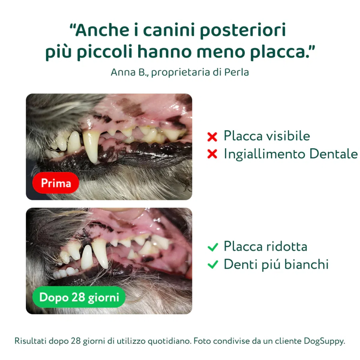 DogSuppy Dental Bright per Cani - Alito Fresco, Denti Bianchi, Riduce Placca e Tartaro, 100% Naturale, Formula 3-in-1, Senza Spazzolatura, Adatto a Tutte Le Razze