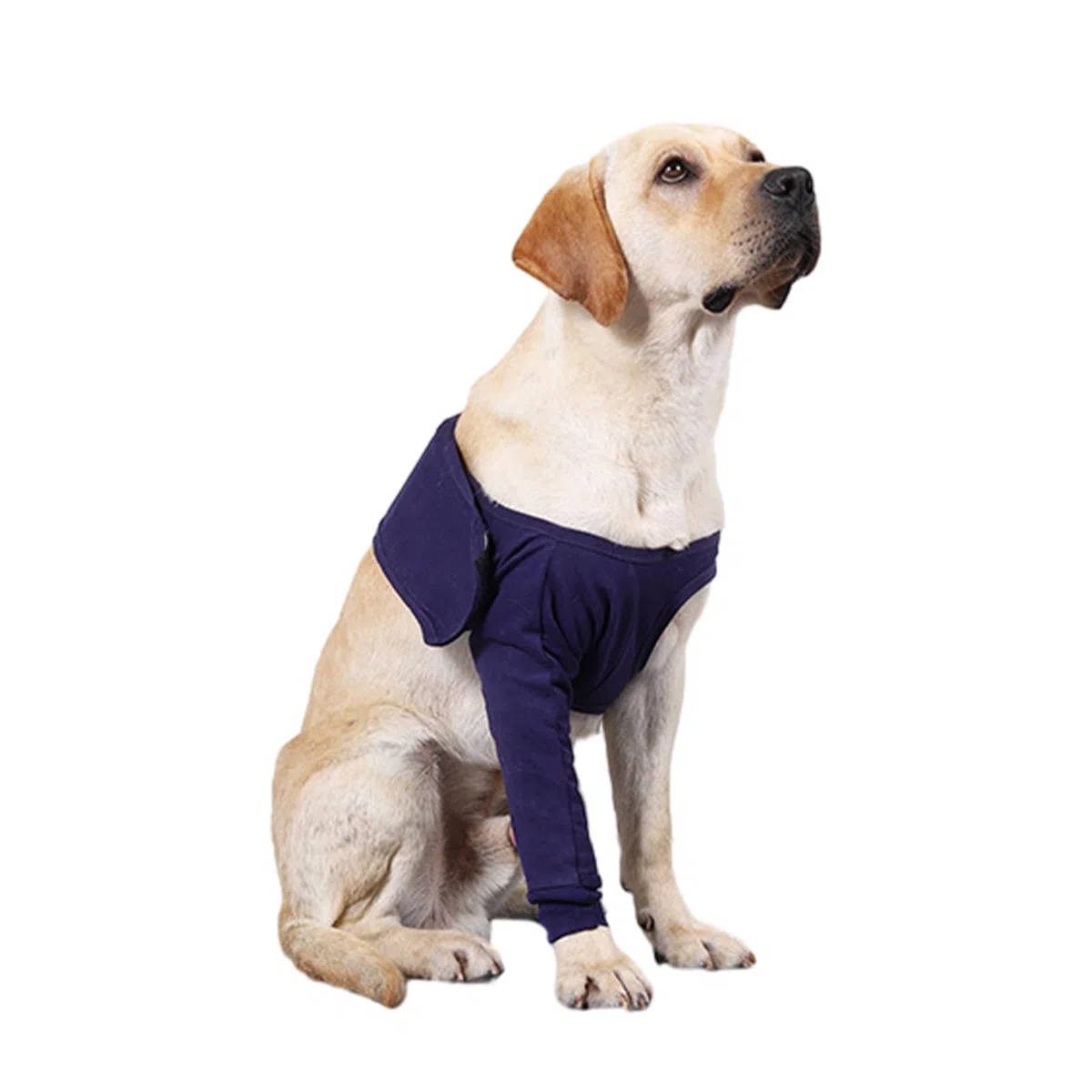 Joyan Tuta Postoperatoria per Cane, Ginocchiera e Fascia Elastica per Gamba e Gomito, Supporto Ferite Addominali, Anti-Leccatura, Recovery Sleeve Cane, Protettore Cutaneo, Blu (L)