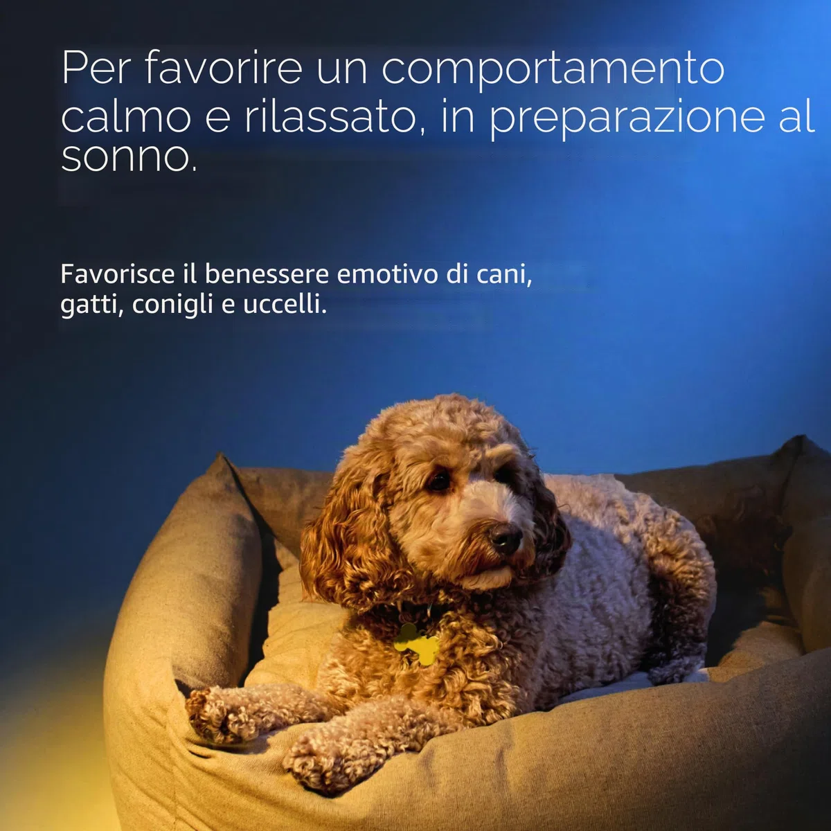 RESCUE NOIT PETS - Contagocce - Serenità per animali, ideale da viaggio, toelettatura, rumore, vegano e senza alcool, 20 ml