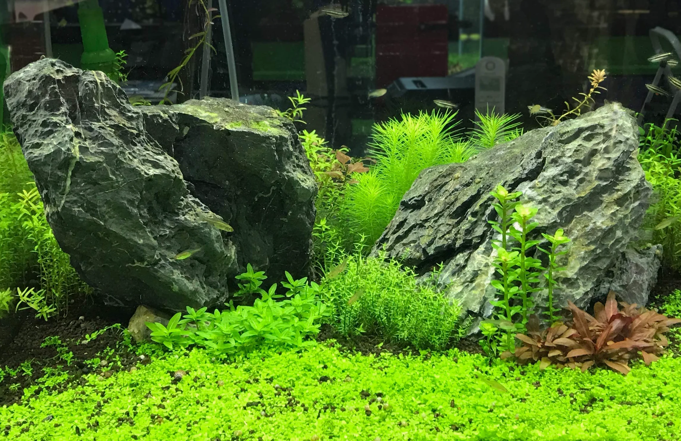 Seachem Flourish Nitrogen Integratore per Piante D'Acquario, 500 ml