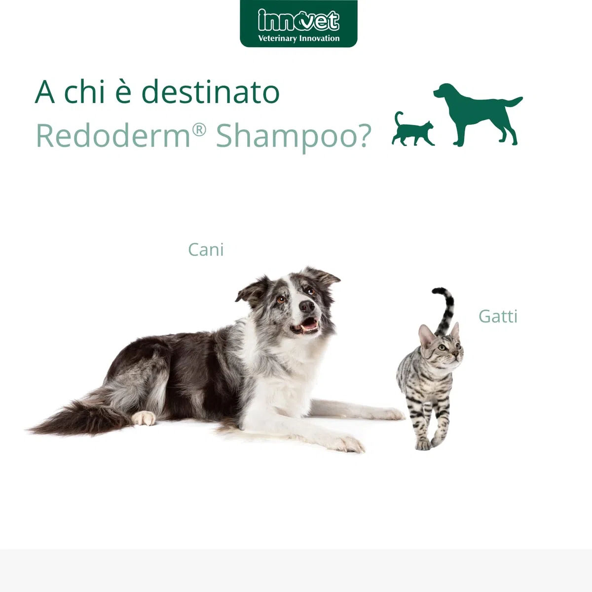 Redoderm Shampoo per la Detersione delicata della Cute e del Mantello di Cani e Gatti, mantiene l'Integrità dellla Barriera cutanea - Flacone da 250 ml