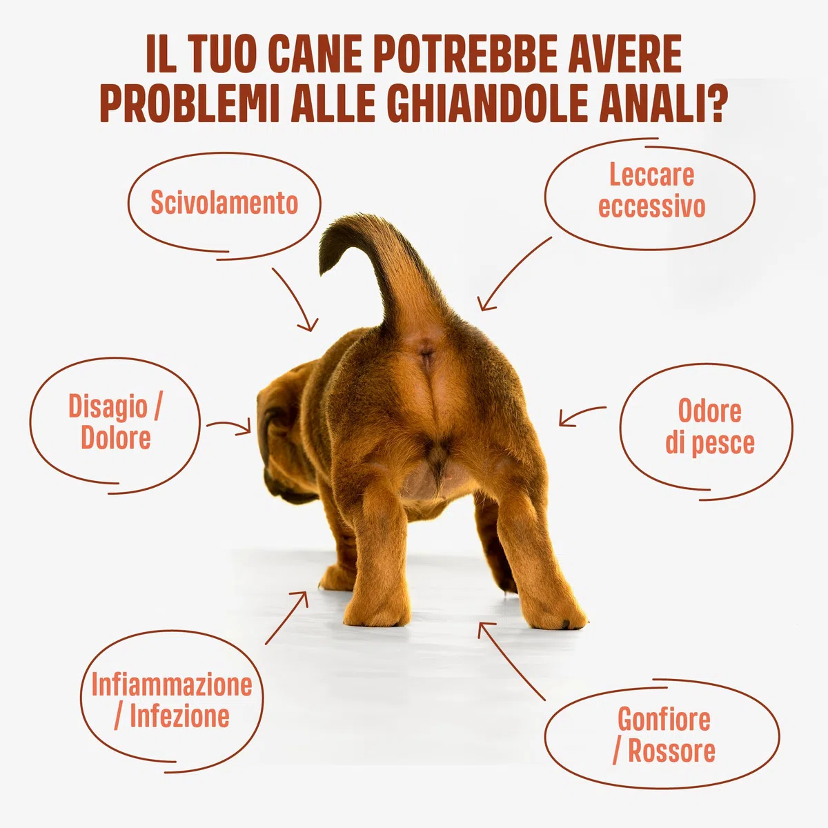 ivvi Anal Gland - Snack per supportare la Salute delle ghiandole Anali dei Cani. Contiene Zucca, psyllium, Lino, tarassaco, ortica e prebiotici. 60 Snack (270g) a Base di Burro di Arachidi