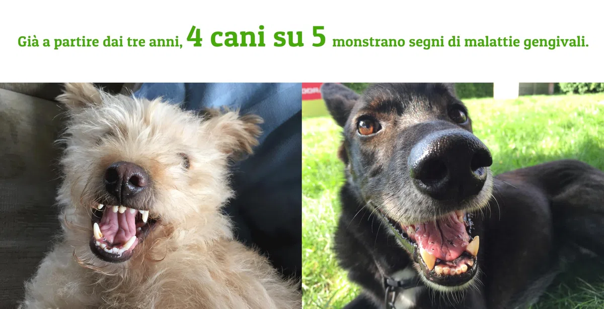 Additivo per Acqua per l'igiene Orale di Cani e Gatti | Alito frescho e Denti sani - Aiuta a prevenire placca e tartaro - 500ml (Classic)