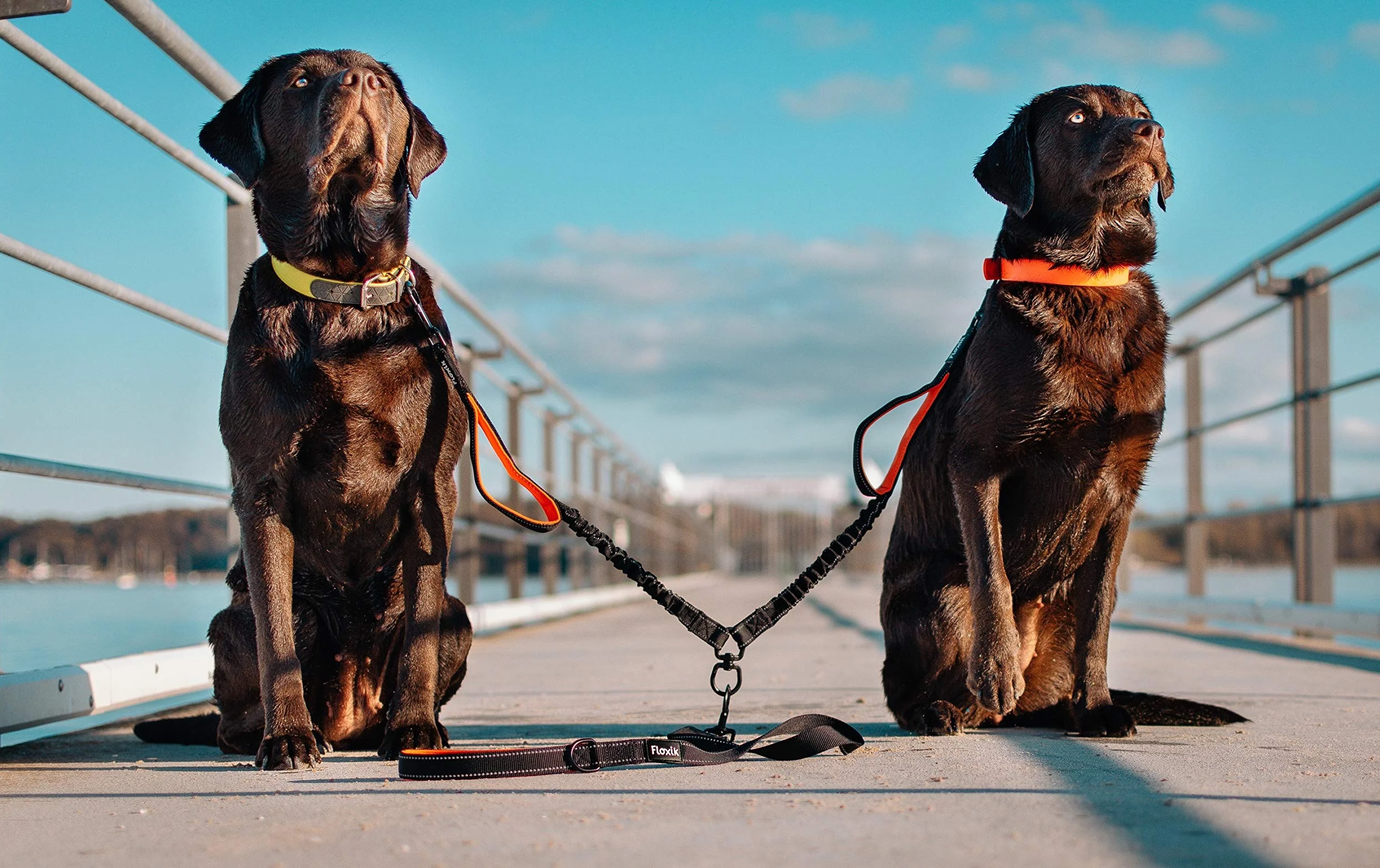 Floxik Doppio guinzaglio grande | Guinzaglio flessibile e riflettente premium per due cani da accoppiare con supporto corto nero