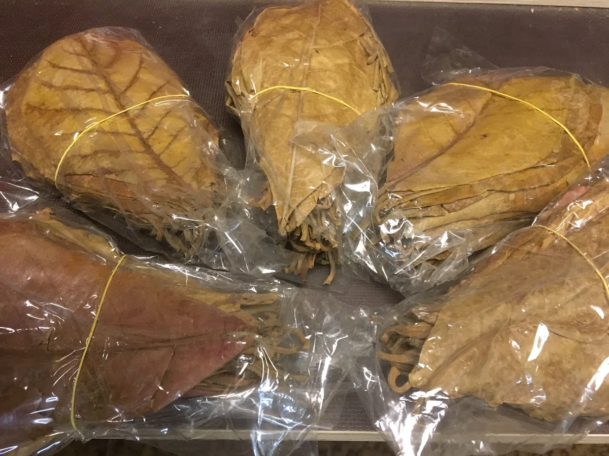 350 g foglie di mandorlo marino, 20-25 cm (~ 200 pezzi)