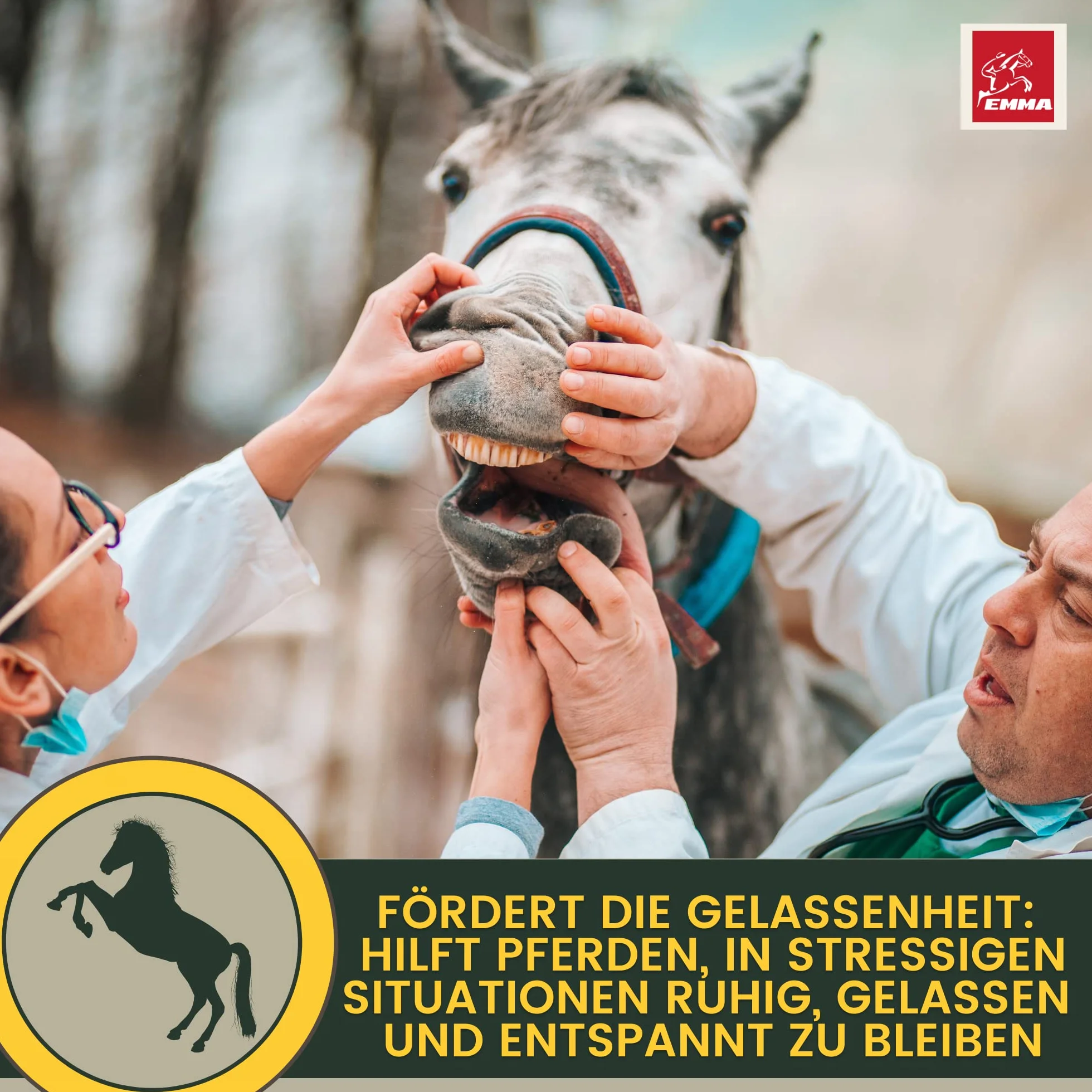 Magnesio Cavallo 3*30ml Pasta Calmante per Cavalli I Rilassamento Calma Booster I Anti-Stress Calmante Nervi I L-Triptofano I per Ansia Trasporto, Pasta di Magnesio Serenità Cavallo Nervoso Alta Dose