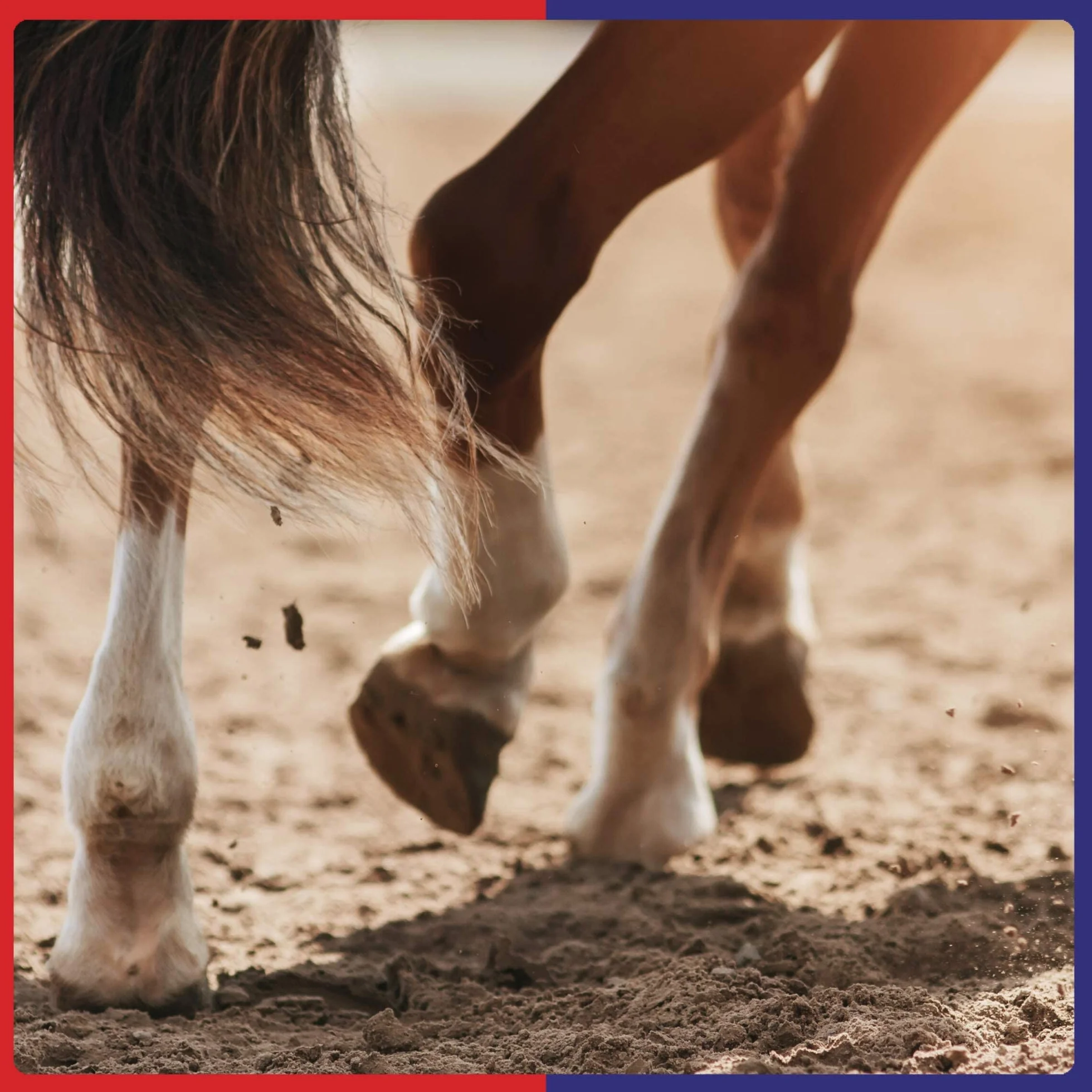Equine America Biotina Xtra Polvere | Integratore Premium pronto all'uso per cavalli e pony, per supporto zoccolo | 2,5 kg
