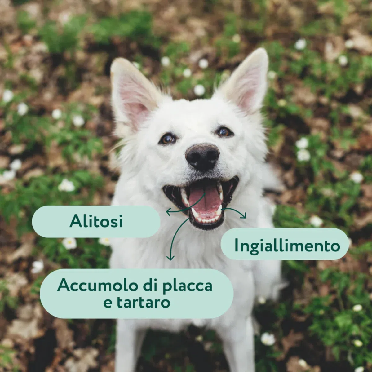 DogSuppy Dental Bright per Cani - Alito Fresco, Denti Bianchi, Riduce Placca e Tartaro, 100% Naturale, Formula 3-in-1, Senza Spazzolatura, Adatto a Tutte Le Razze
