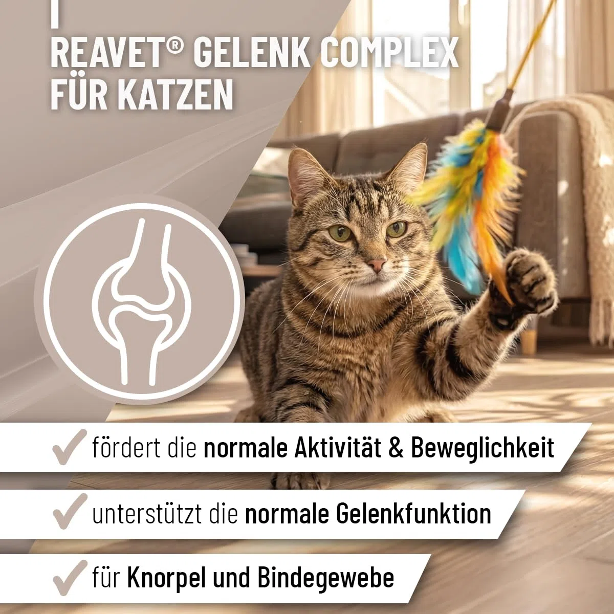 ReaVET Giunto Complex gatto, per 3 mesi, alternativa alle compresse articolari – molto elevata accettazione – speciale agente articolare per gatti, meglio di cozze verdi MSM, artiglio del diavolo,