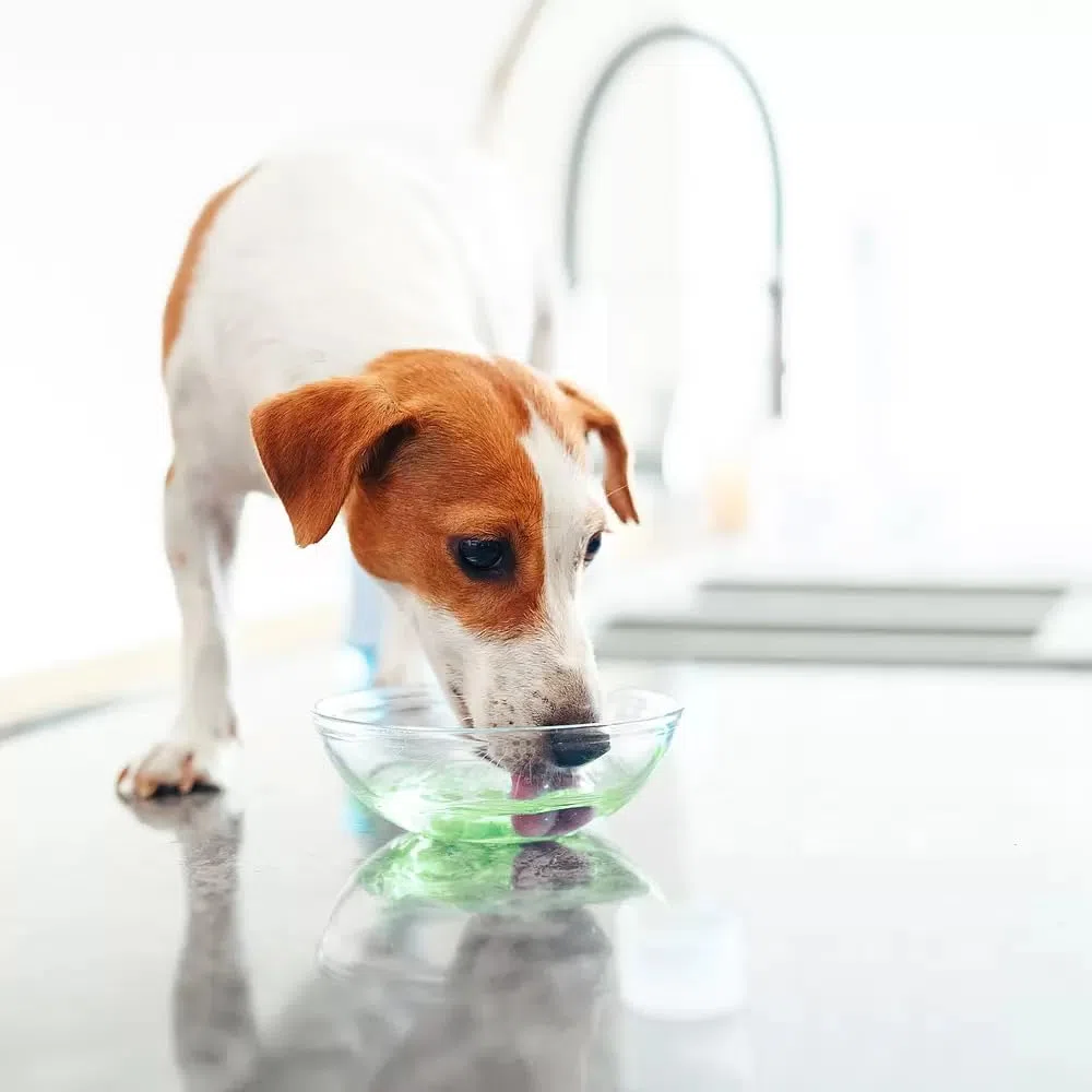 Vet aquadent FR3SH, cura dentale per cani e gatti (rimozione del tartaro sano, soluzione rinfrescante e gustosa anti-placca, cura ideale per l'igiene orale quotidiana, 500 ml)