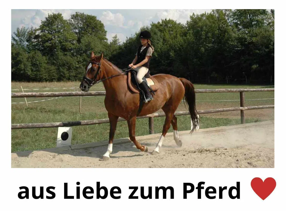 Harrys Horse 1 paio di protezioni per staffe di supporto per staffe di supporto