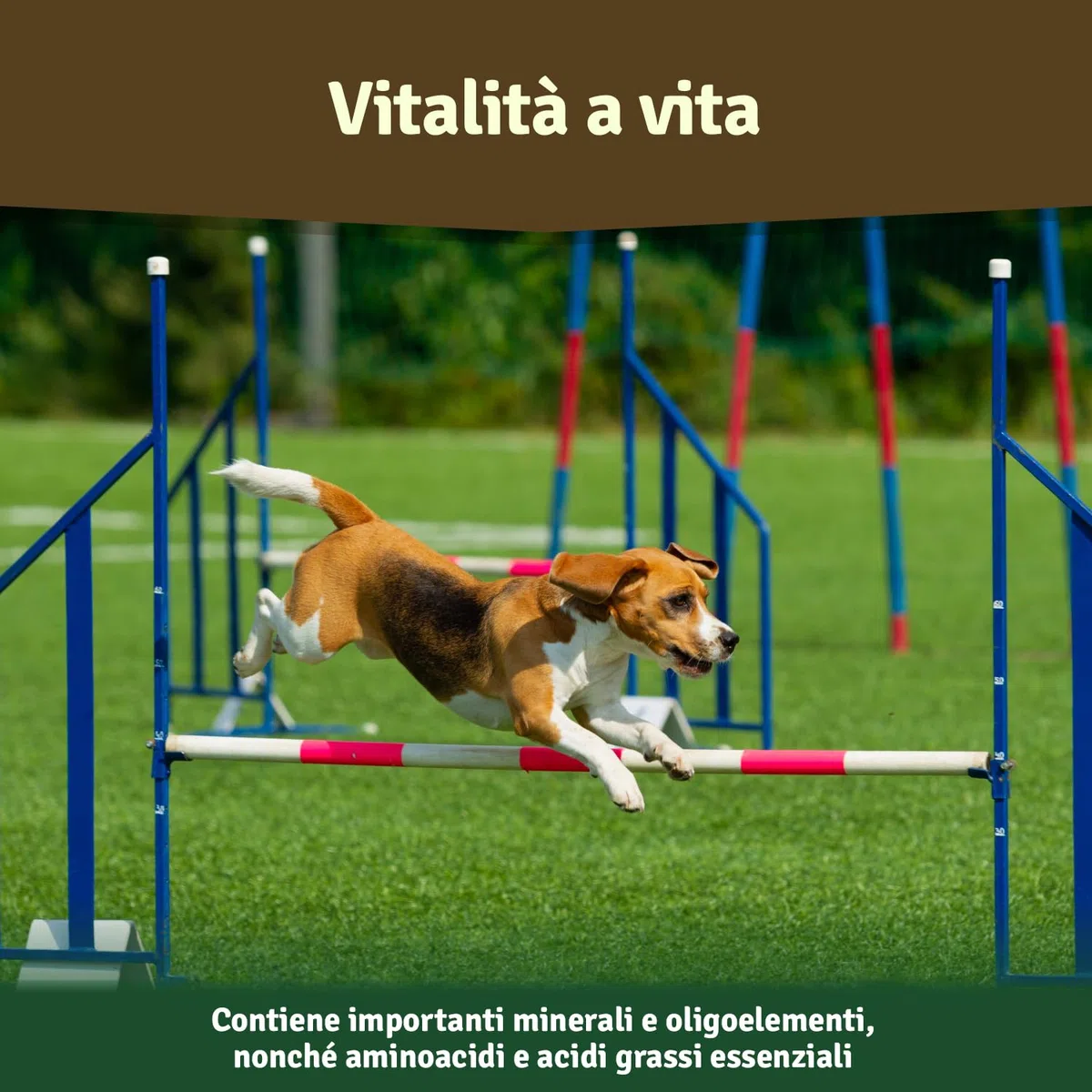 Veddelholzer, polvere naturale – 500g di Estratto di conchiglia verde per cani integratore articolazioni – con elevata accettazione