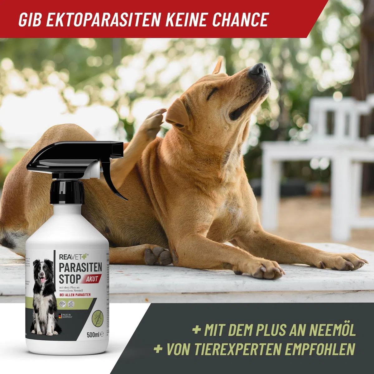 ReaVET Parassiti Stop AKUT – contro tutti i parassiti per cani e ambienti animali, 500 ml, spray per insetti – Protezione affidabile da zecche, pulci, acari, capelli e ectoparassiti
